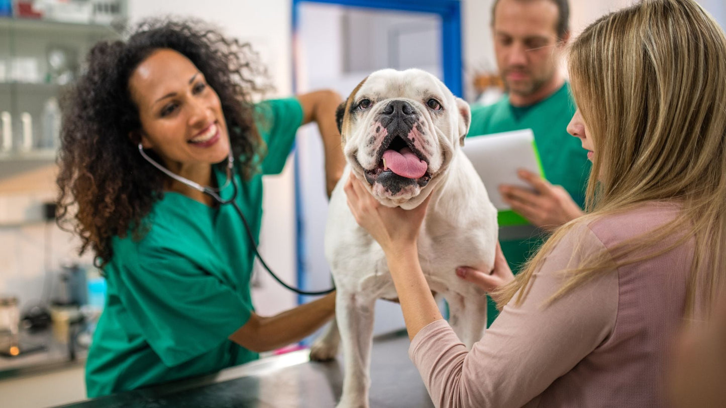 senior dog checked by vetenarian