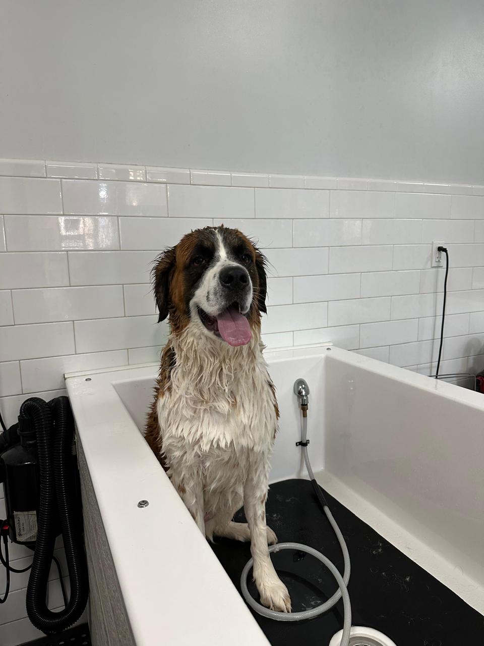pet grooming inside tub