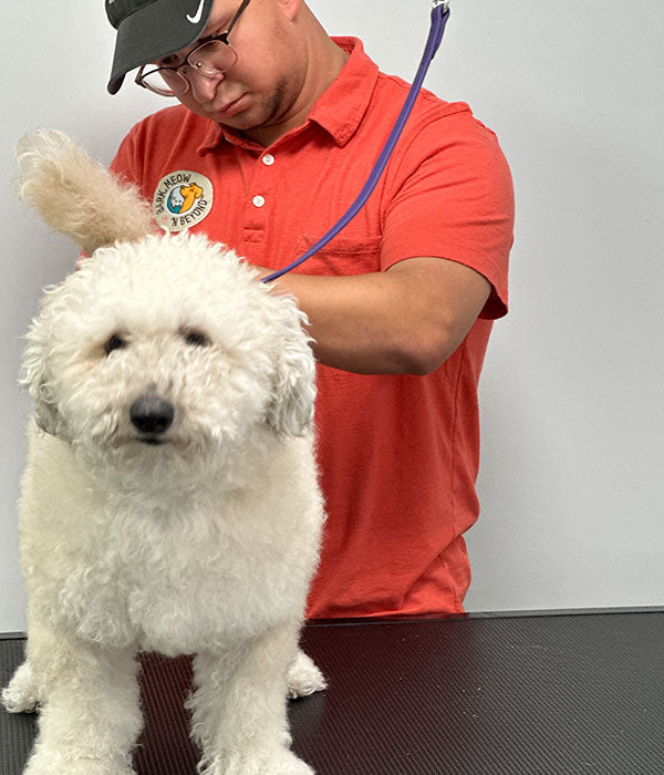 dog grooming session