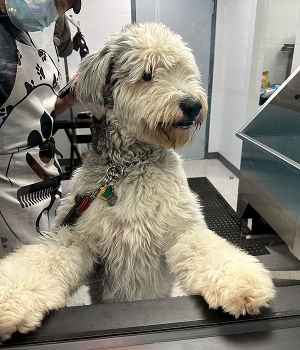 dog grooming on paws
