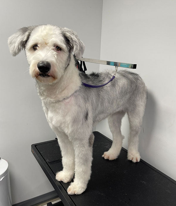 dog grooming at dog spa