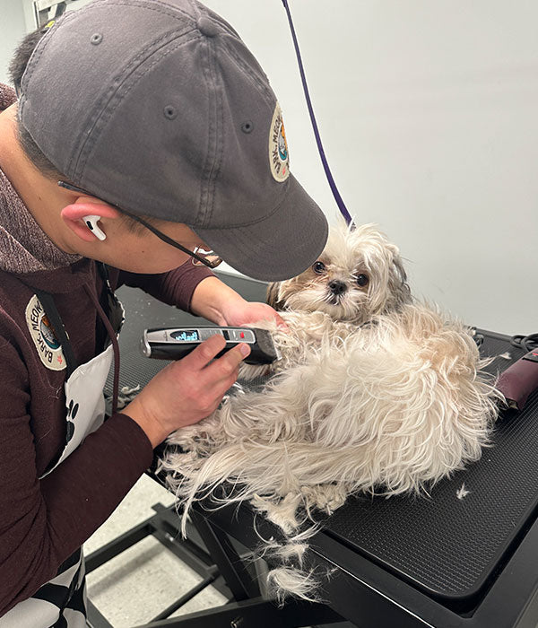dog nail clipping at dog spa