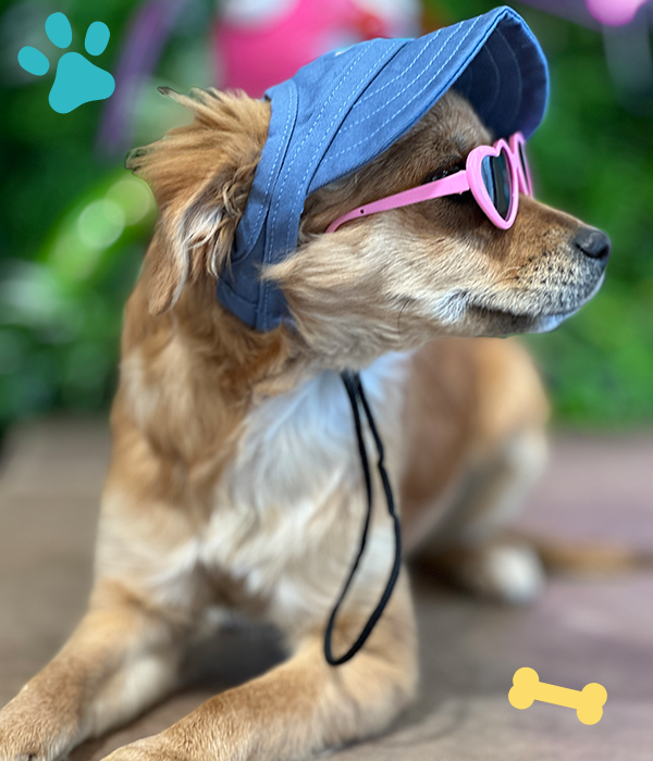 dog posing at pet store