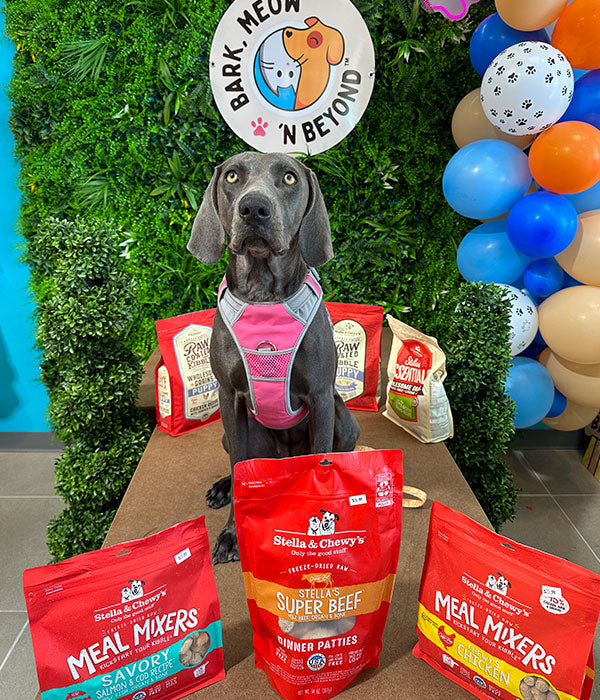 dog with dog food at pet store