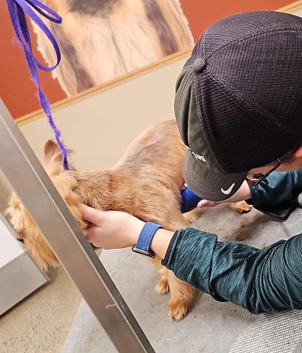 dog grooming at pet store