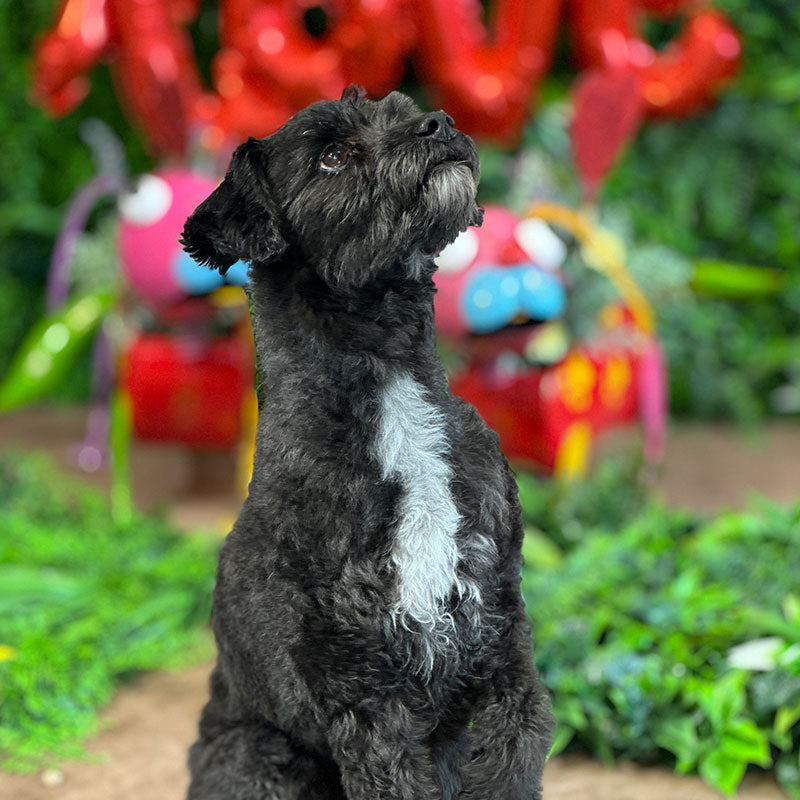 dog picture posing