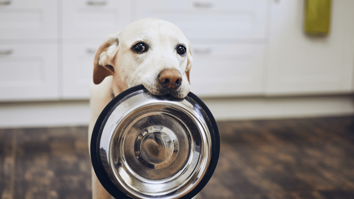 dog holding bowl