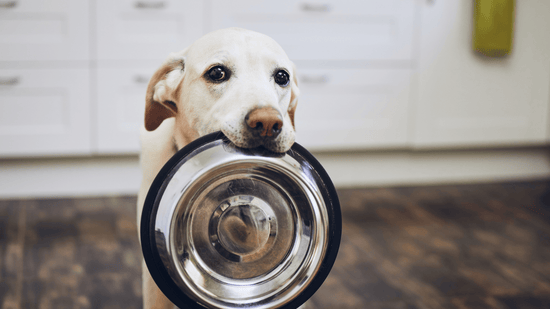 dog holding bowl