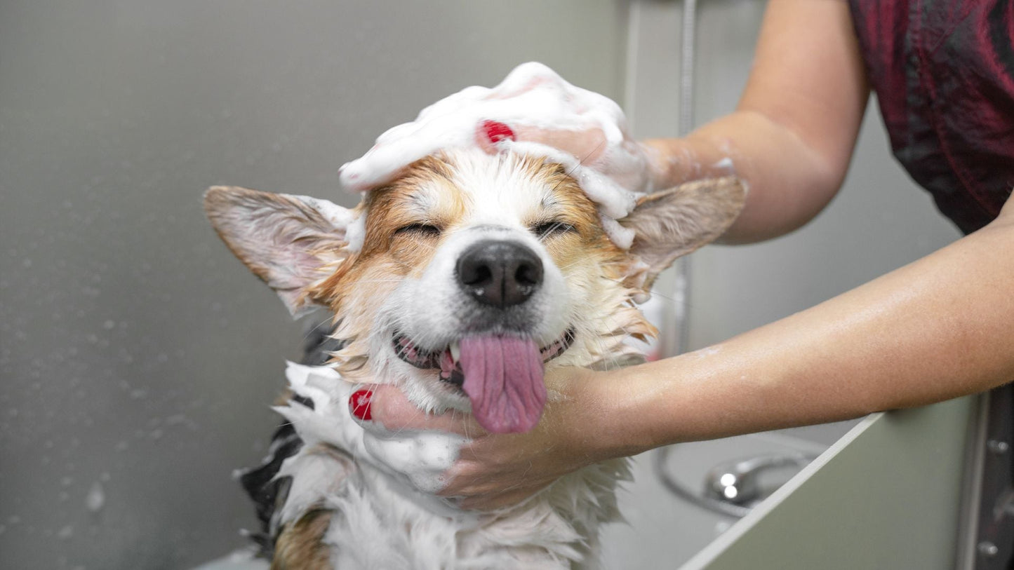 How Often Should I Take My Dog for Dog Grooming During the Summer?
