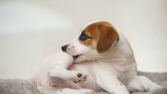 How to Keep Dog Allergies Away This Summer