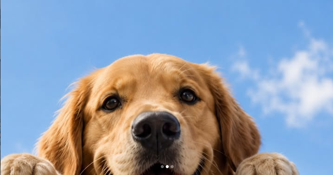 dog peeking 