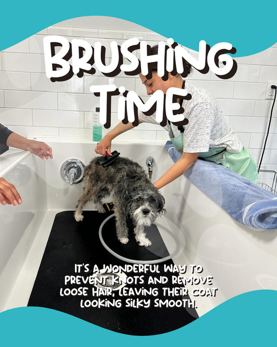 self-service dog wash