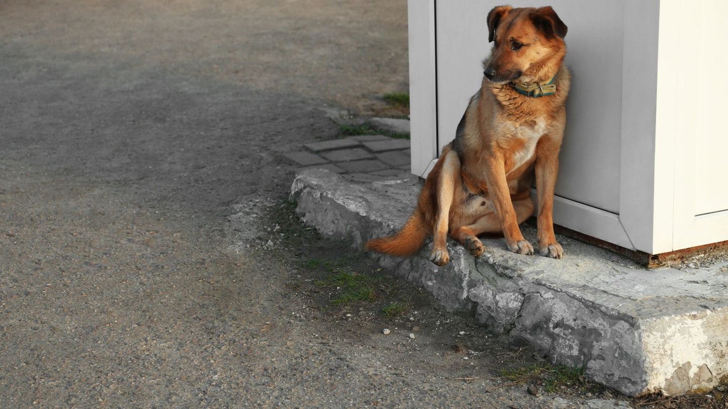 El Paso’s 4th of July Rescue: 200+ pets waiting for owners