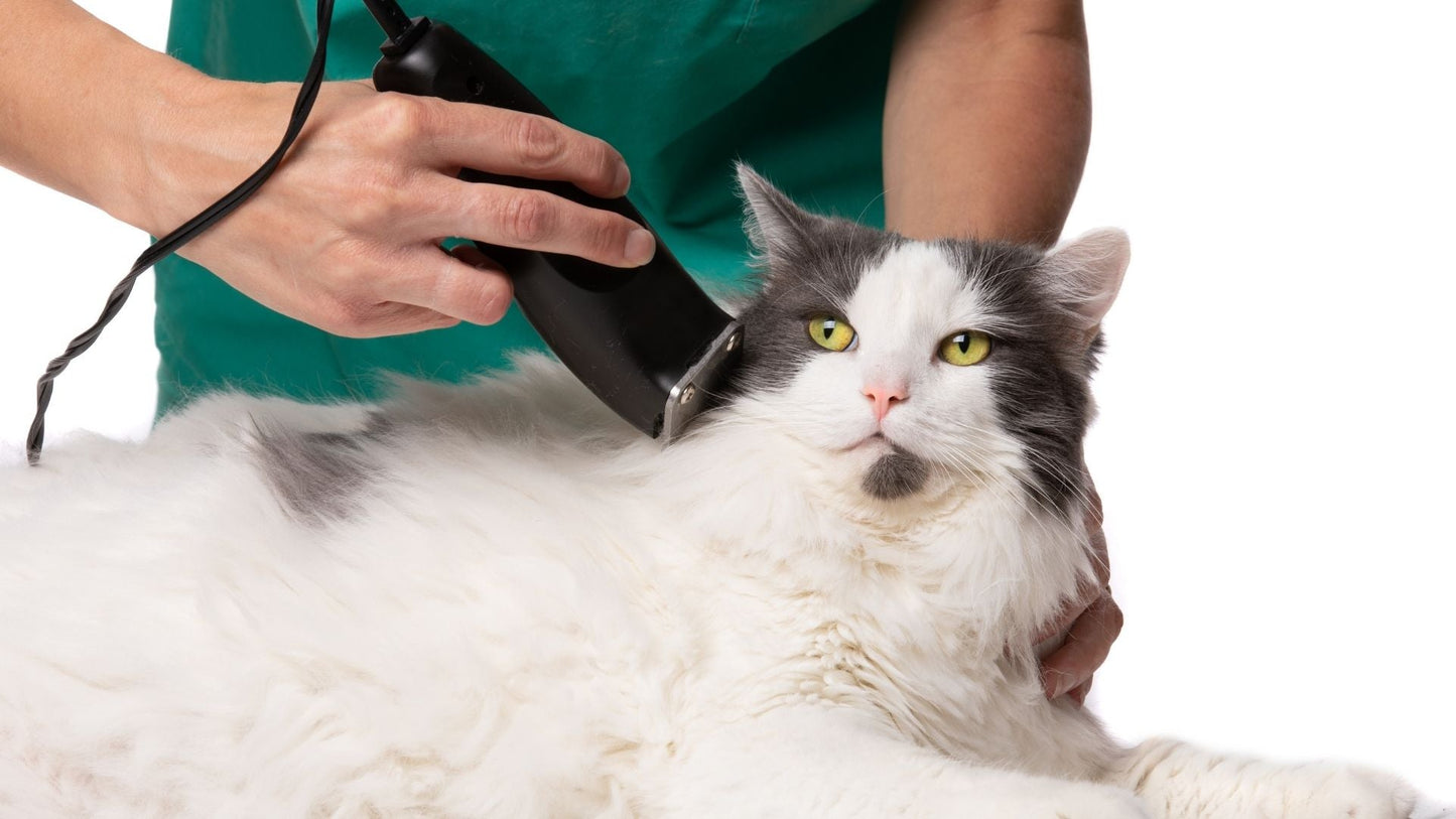 Cat Grooming in El Paso: Caring for Cats in a Desert Climate