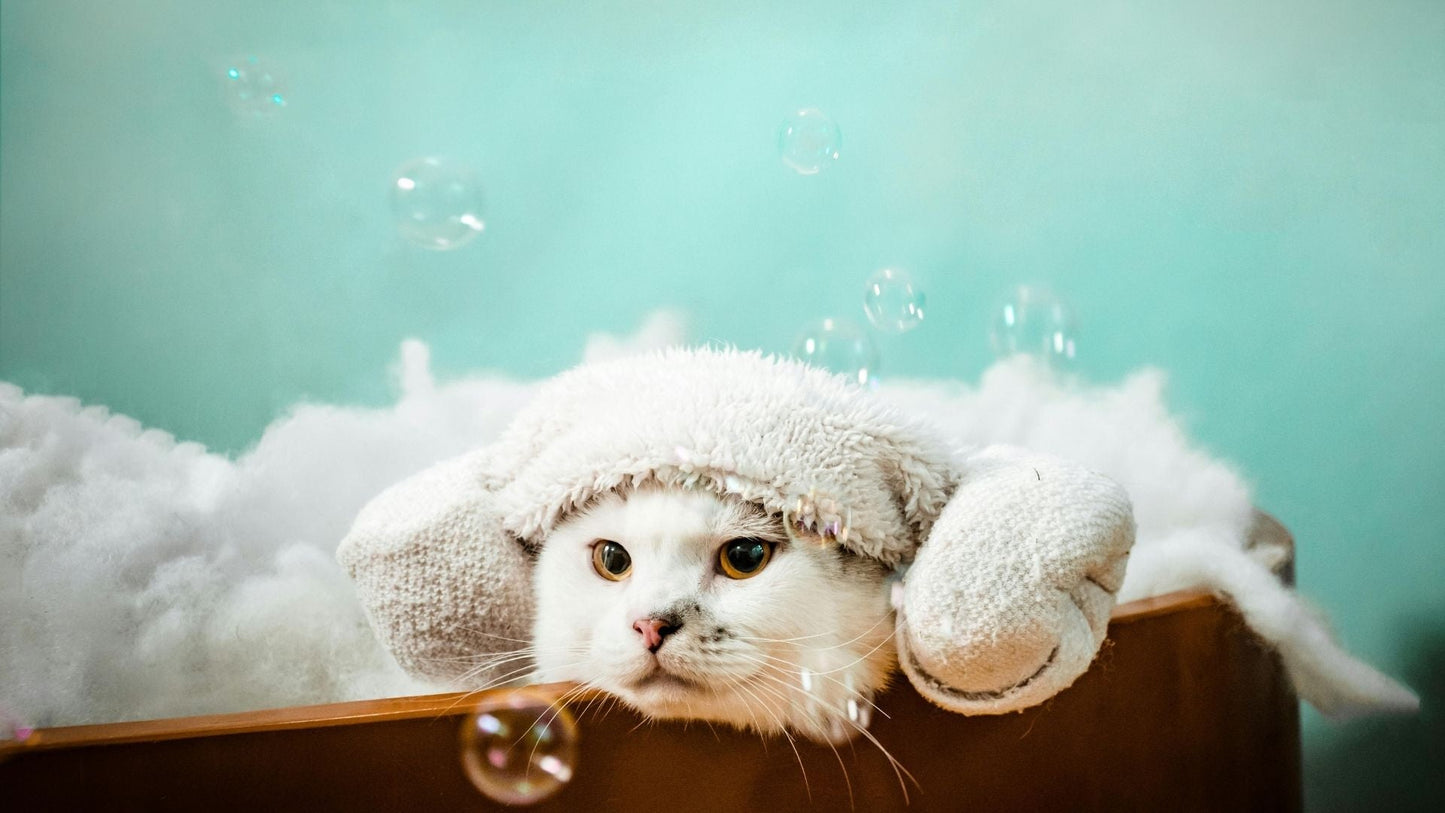 cat in bubble bath