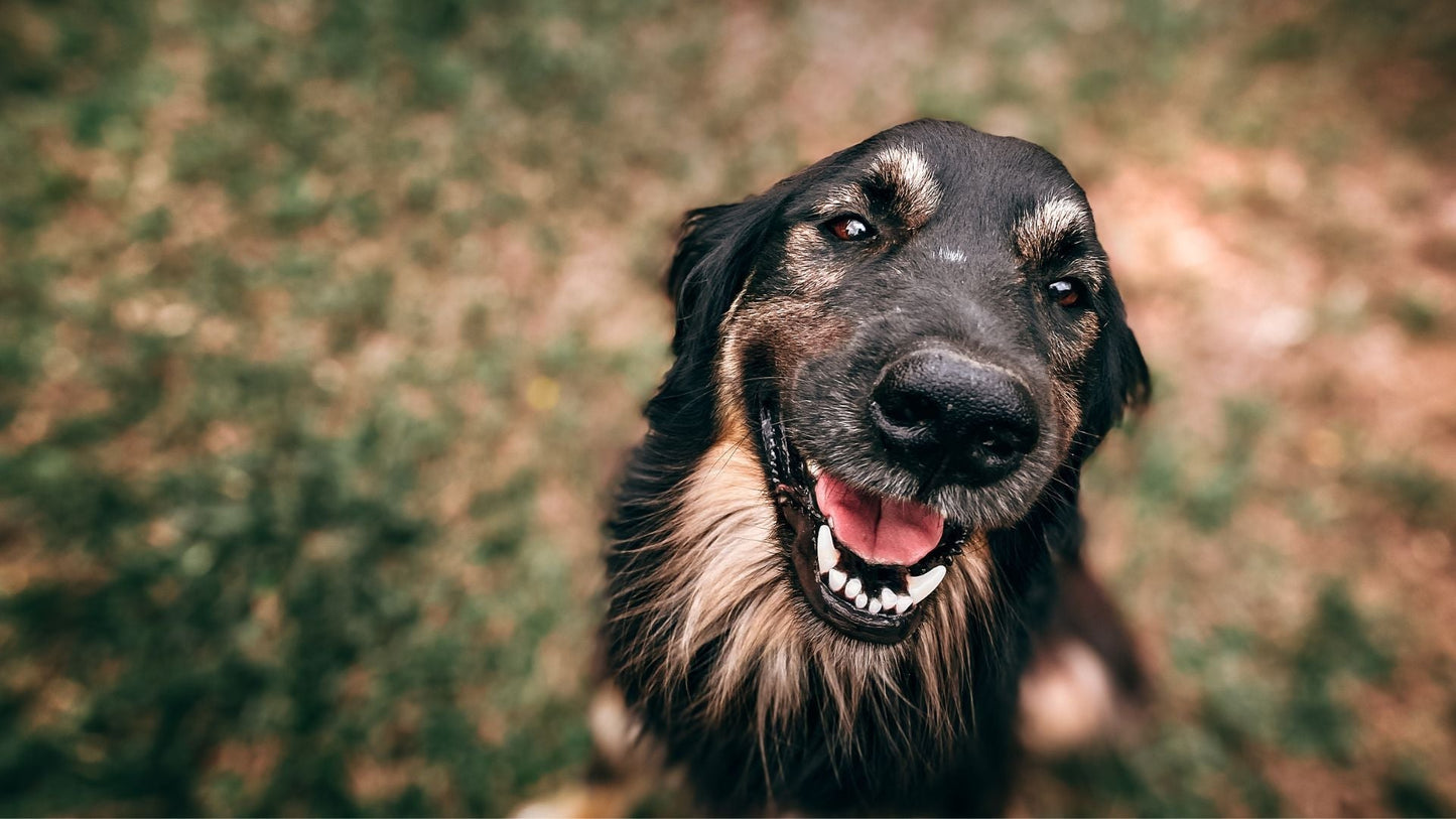 How Often Should I Take My Dog for Grooming When It's HOT?