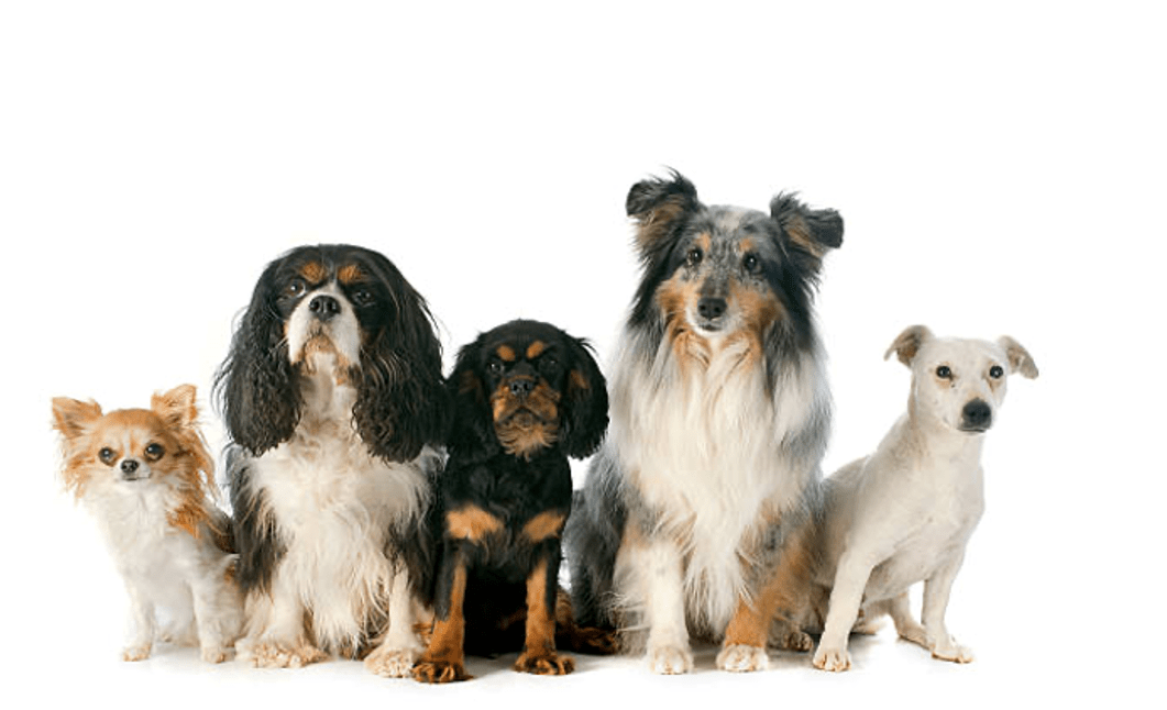 A Dog’s-Eye View of Bark, Meow, N' Beyond