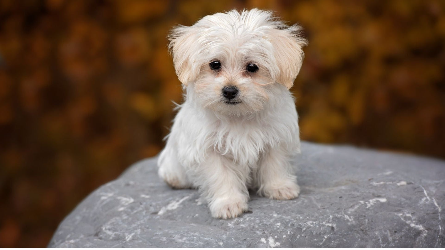 anxious dog