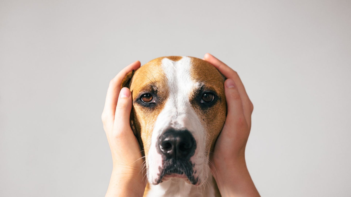 How We Keep Nervous Dogs Feel Safe During Grooming