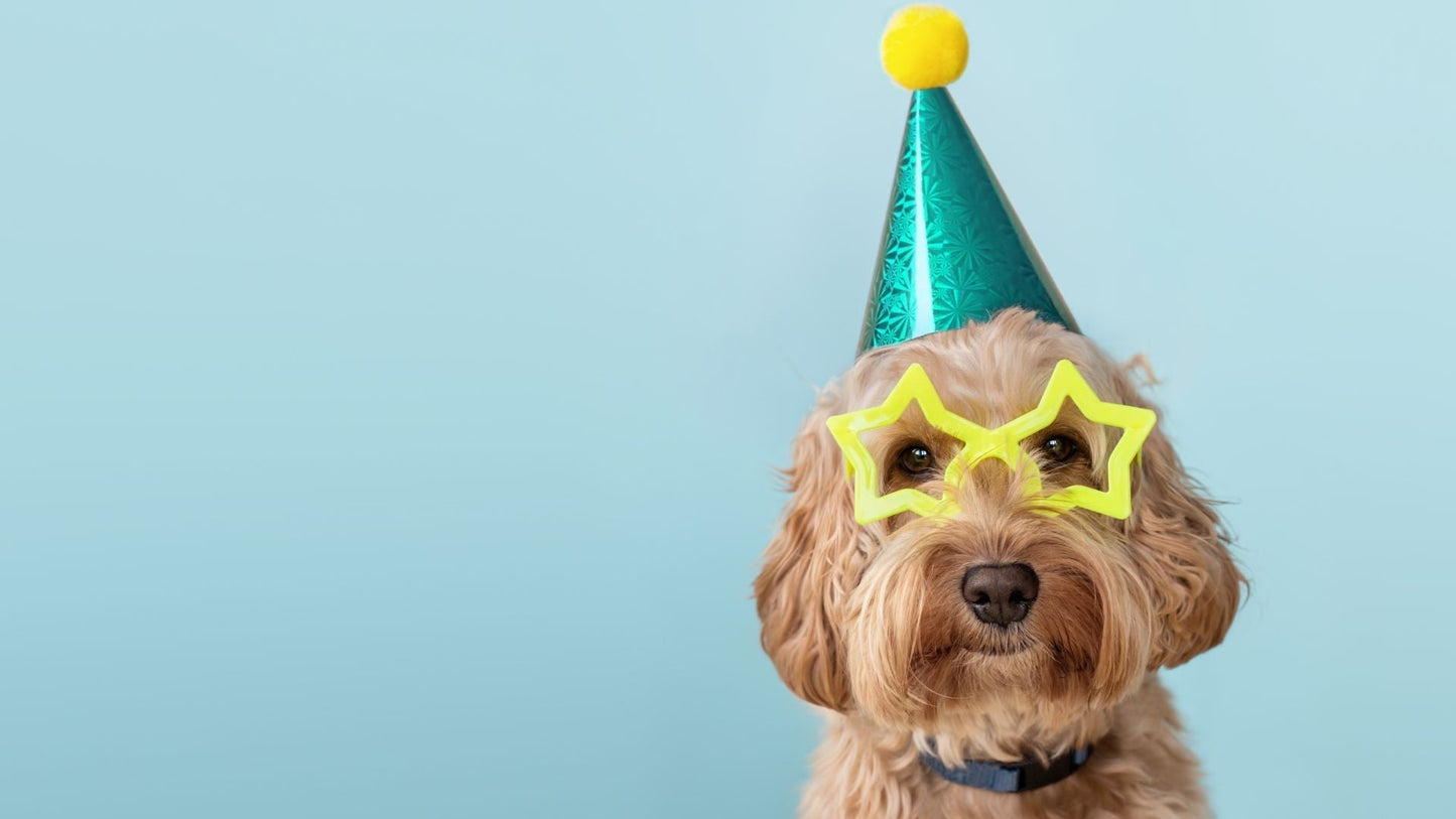 Celebrate your Dog’s Birthday at Bark, Meow, ‘N Beyond