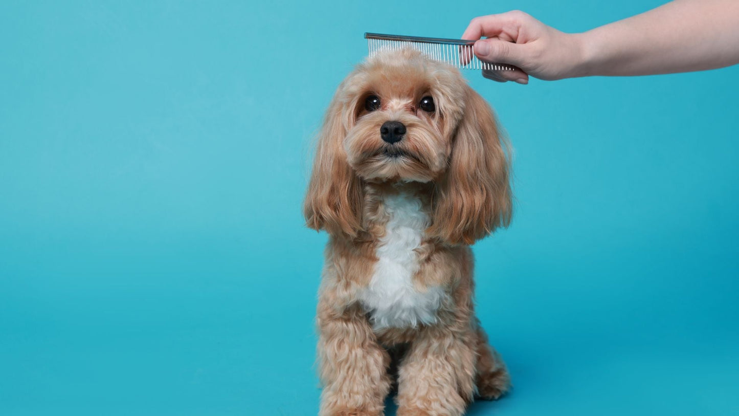 combing small dog