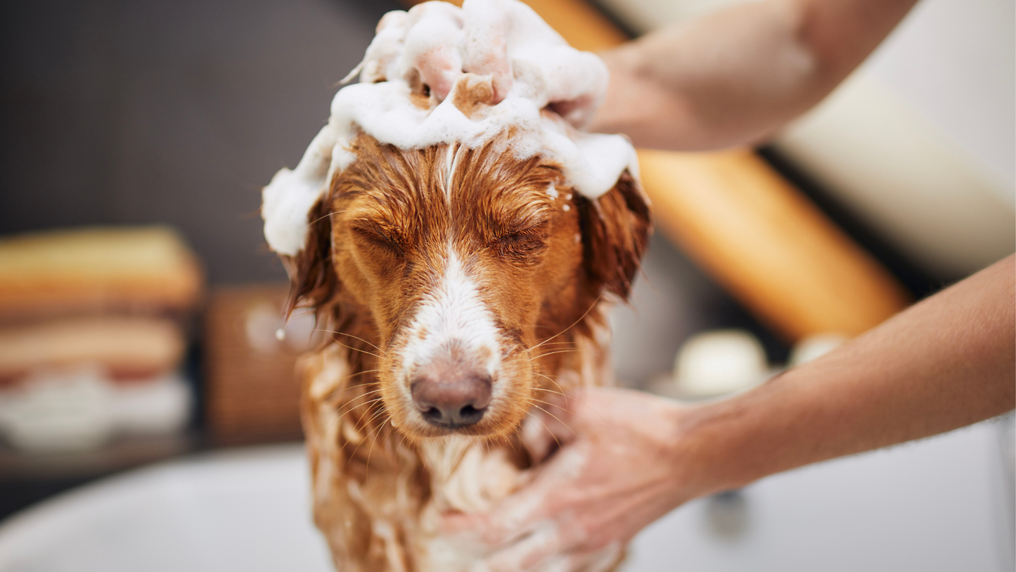dog bathing