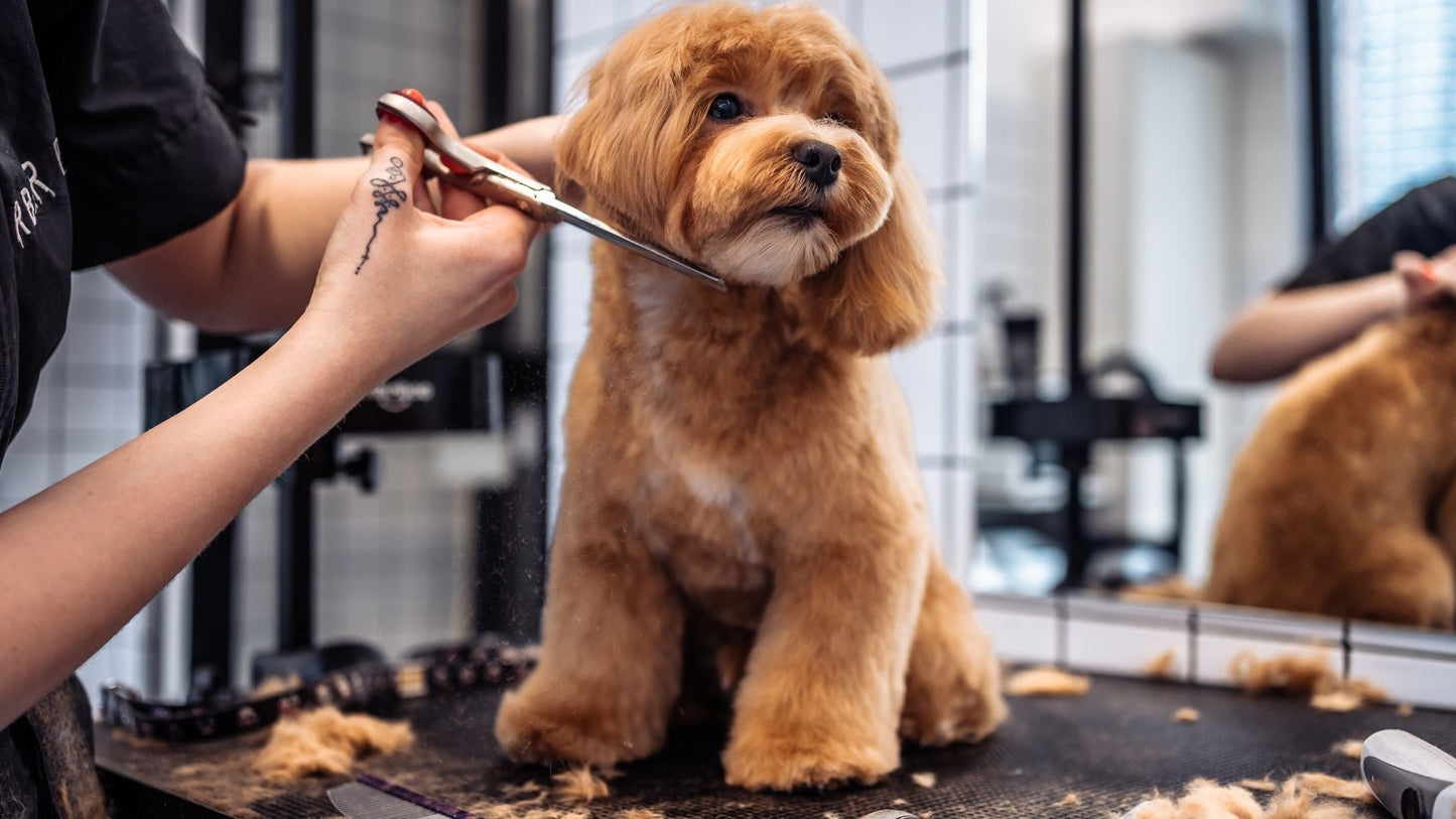 5 Green Flags to Look for in Pet Groomers