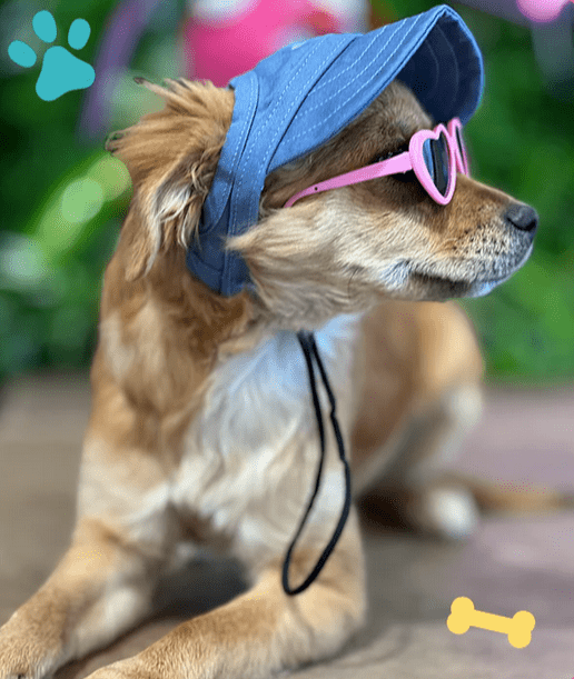 maya with glasses - dog fitness