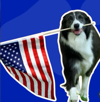 border collie holding flag