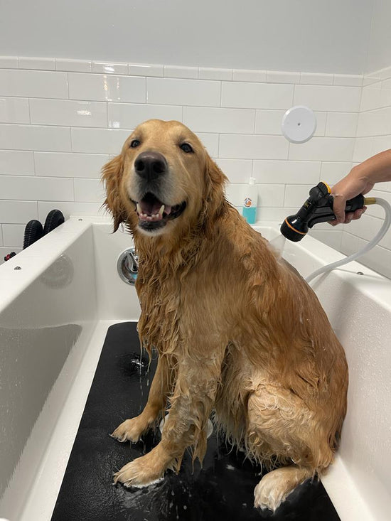 dog groomers in el paso texas