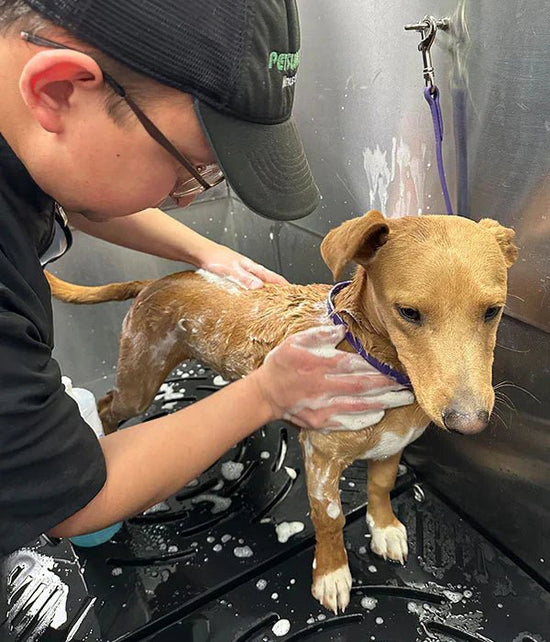 canine grooming