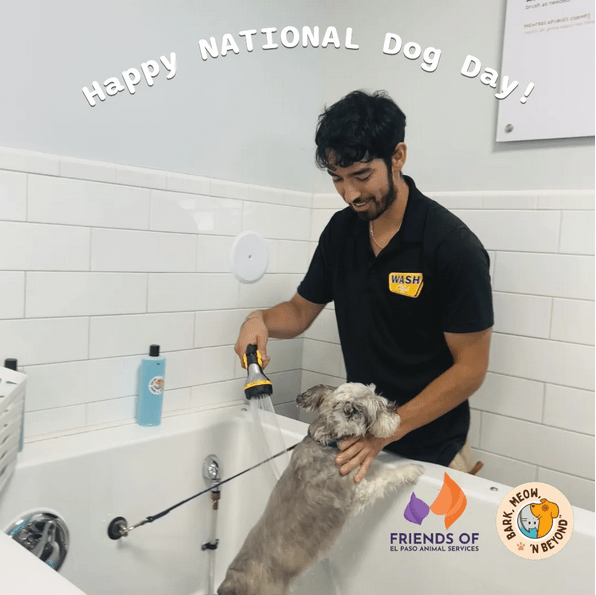 dog self wash
