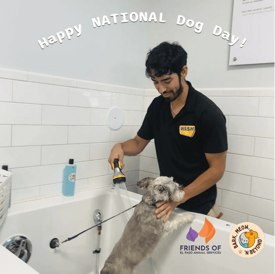 dog self wash
