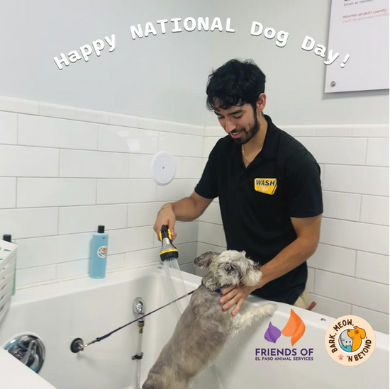 Celebrating National Dog Day with a Purpose: Helping Dogs and Our Community