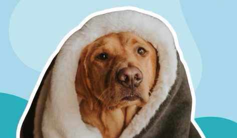 Pets and Weather: How to Keep Your Pets Safe During the Cold