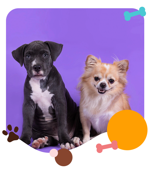 Contact Bark Meow N Beyond contact-bark-meow-n-beyond