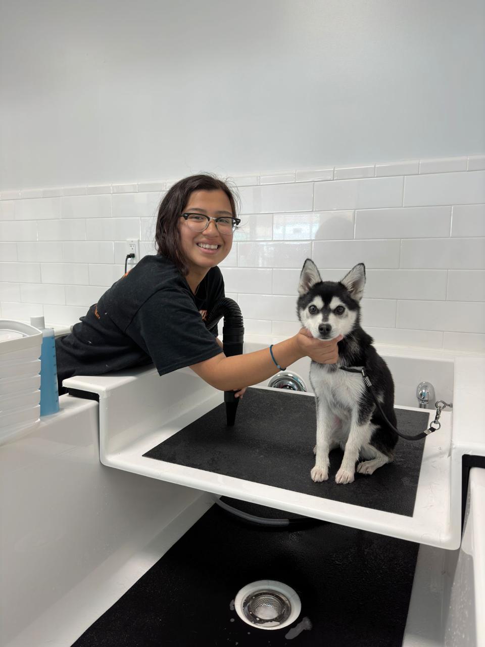 black and white husky in self wash tub