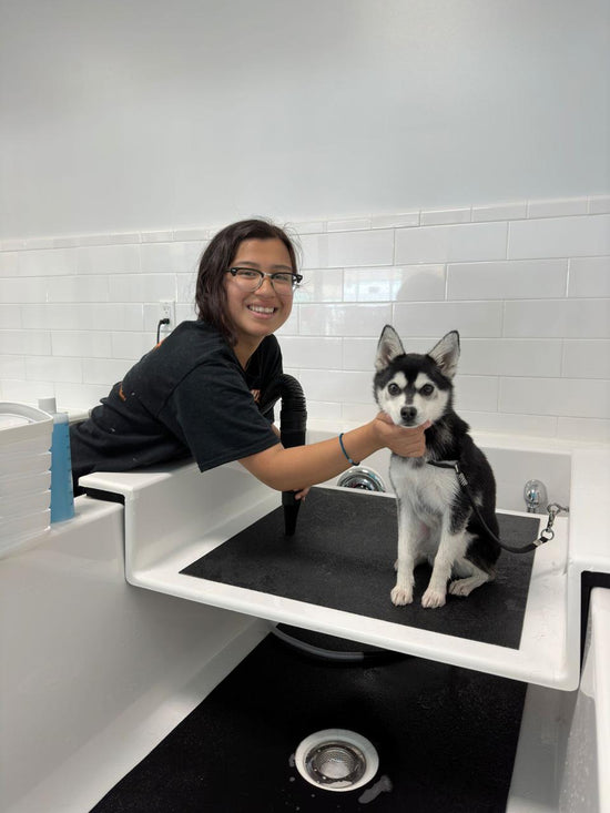 black and white husky in self wash tub