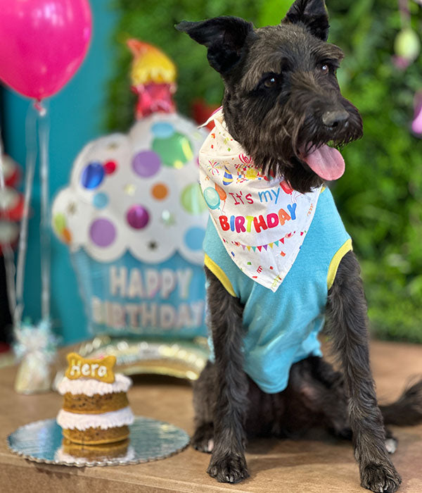 mexican dog birthday party for schnauzer with dog cake!