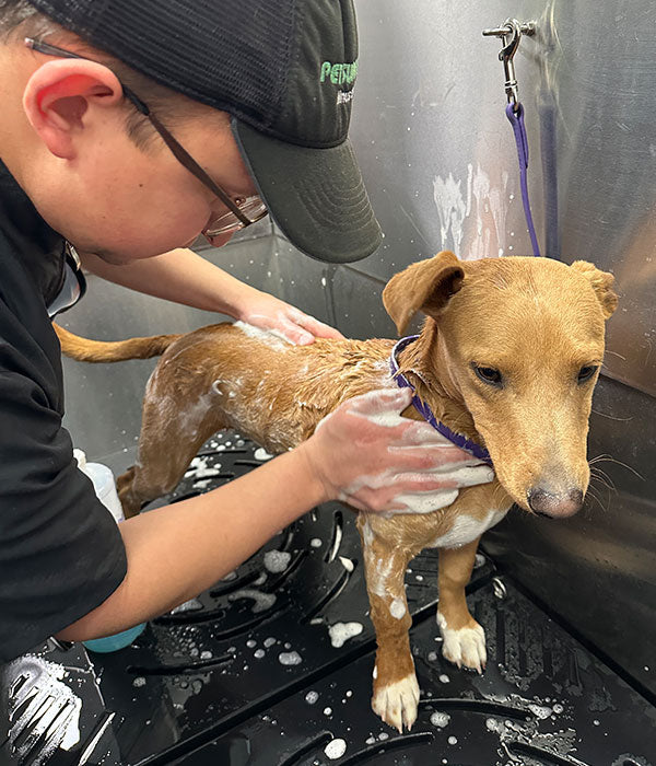 dog salon pup getting bath at self-wash