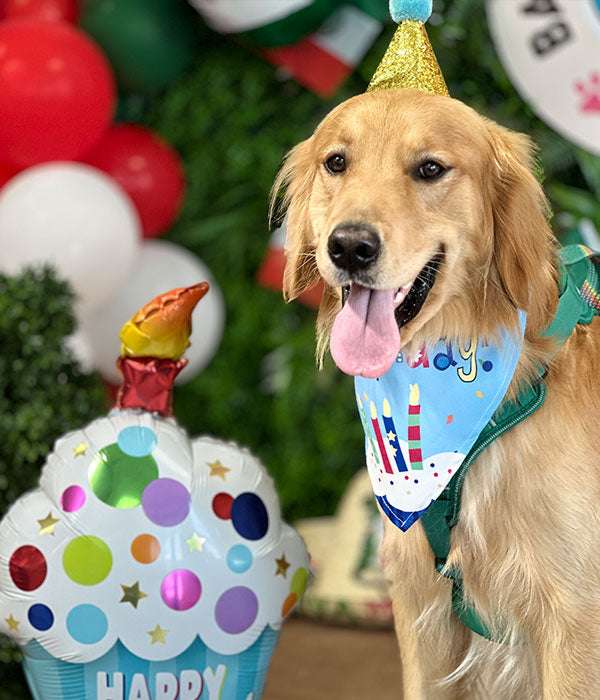 doggie birthday party at pet store