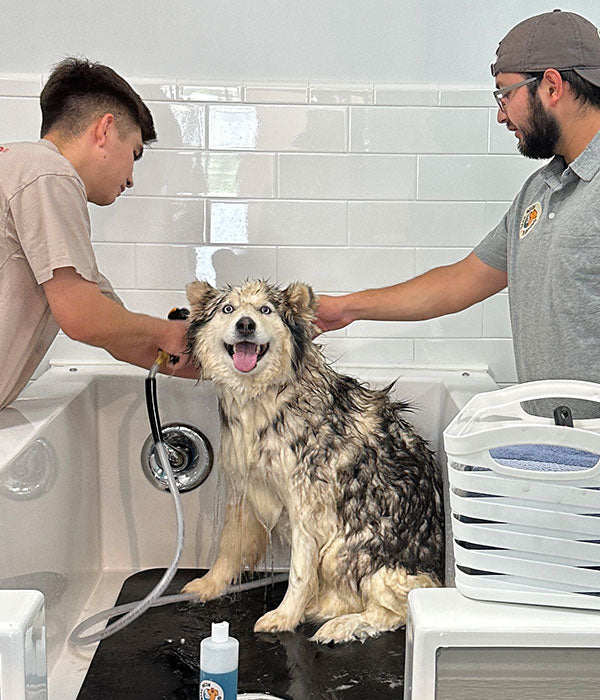 pet grooming in self-wash room