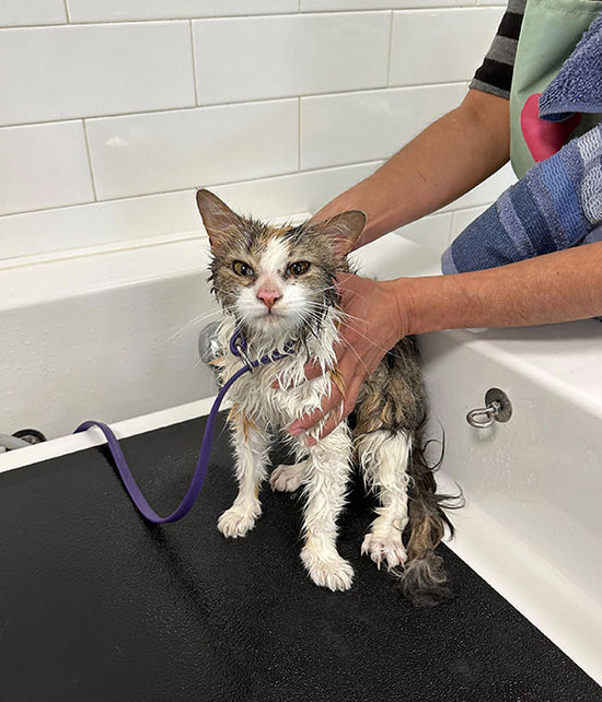 cat grooming in self wash