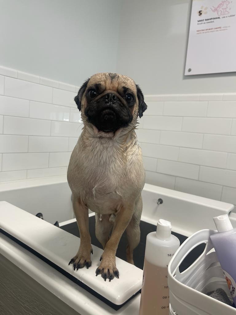 pug in self wash tub