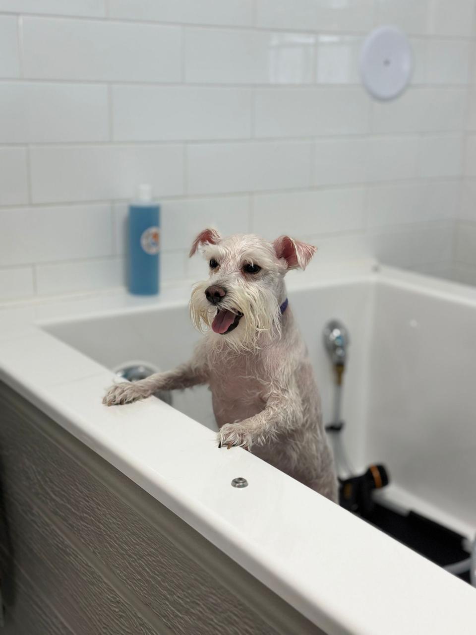 white terrier in self wash tub